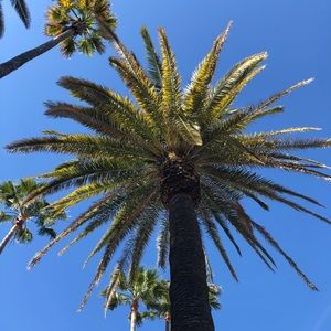 Meet your Posher, Annie